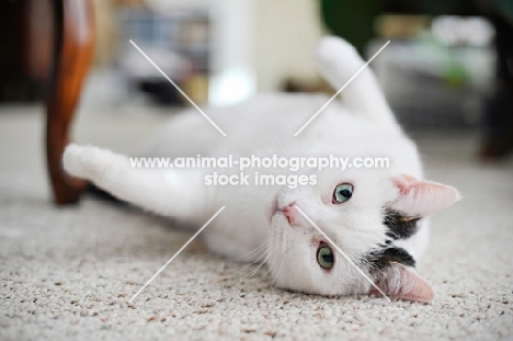 cat resting on carpet