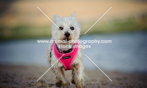 West Highland White Terrier running towards camera