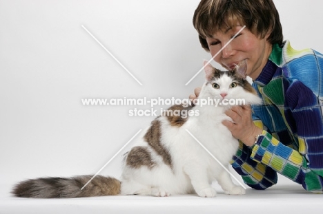 Maine Coon sitting down, Brown Mackerel Tabby White