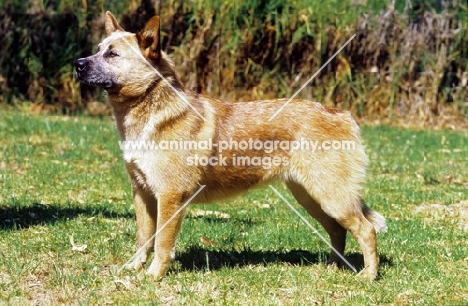 red tick Australian Cattle Dog