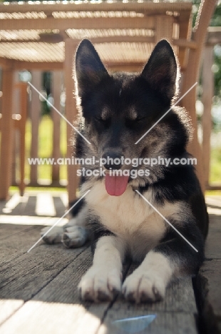 Husky Crossbreed