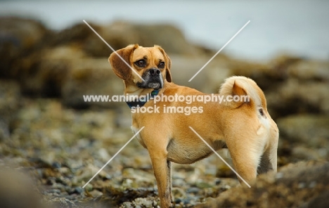 Puggle amongst rocks