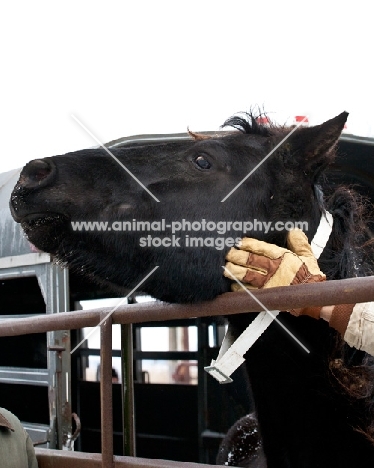 rescued Morgan horse