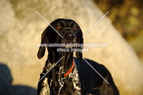 German Shorthaired Pointer with lead