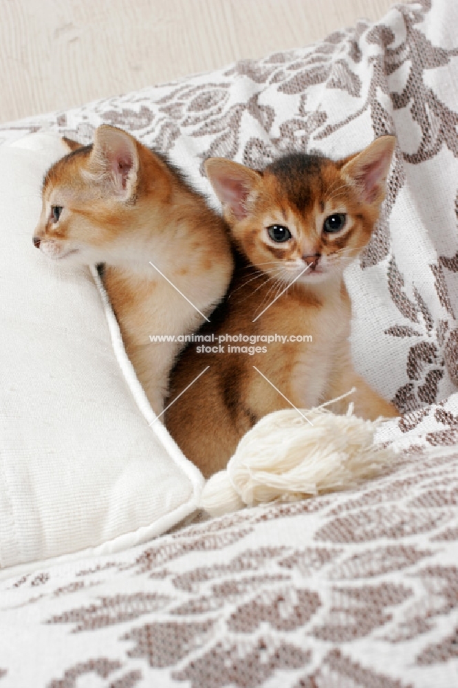 two ruddy Abyssinian kittens on a sofa