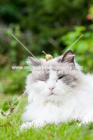 calm Ragdoll cross Persian