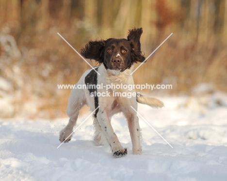 English Springer Spaniel running in snow