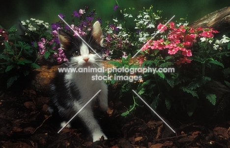 Household kitten near flowers