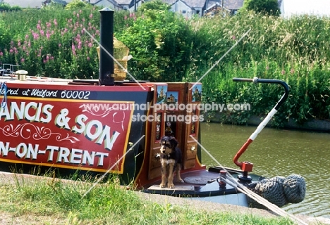 dog on a narrow boat