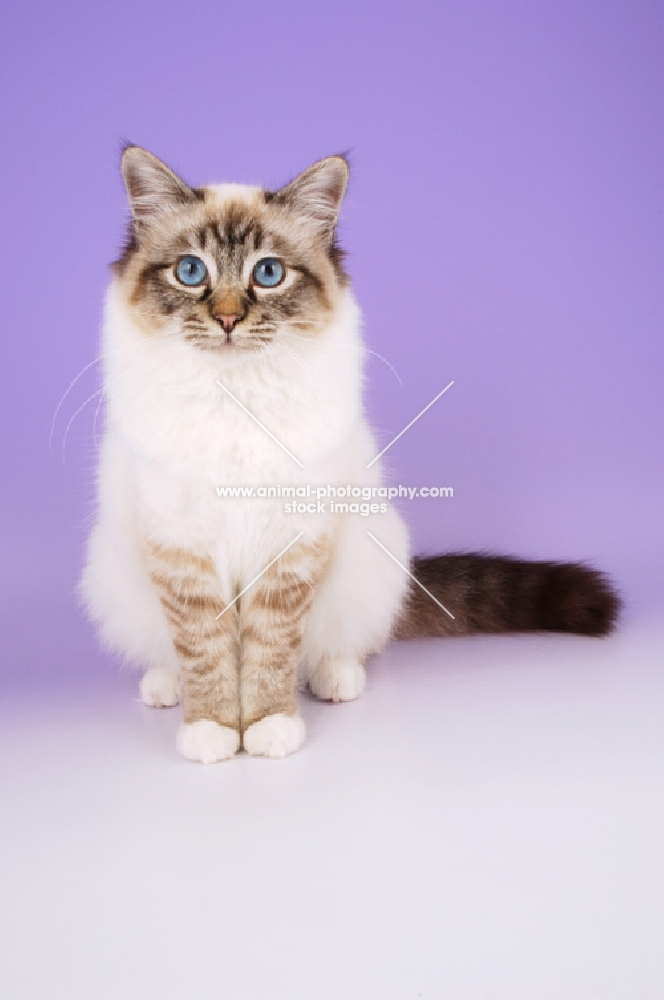 seal tabby point birman cat sitting on purple background