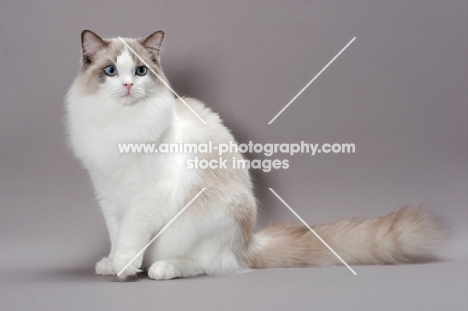 Blue Point Bi-Colour Ragdoll sitting on grey background,