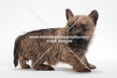 Cairn Terrier puppy