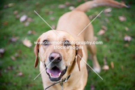 yellow lab mix smiling