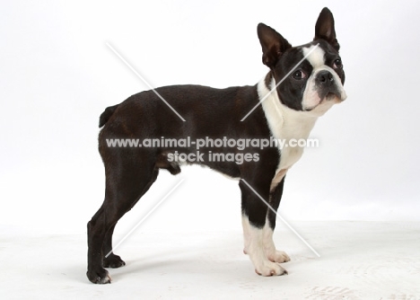 Australian Champion Boston Terrier standing on white background