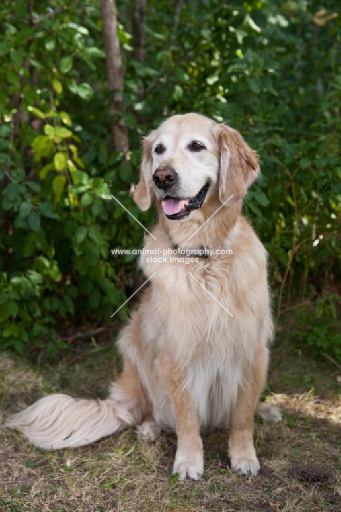 Sitting Old Golden Retriever  with greenery background