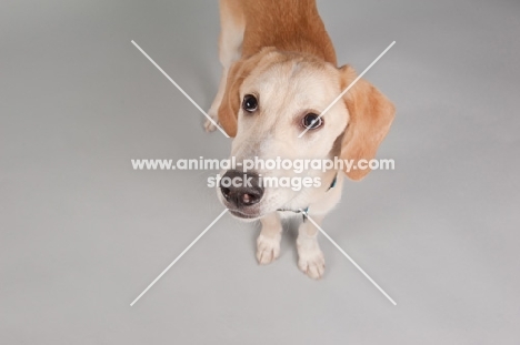 Hound mix in studio, looking up.