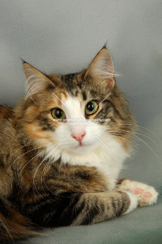 brown tortie and white norwegian forest cat, portrait