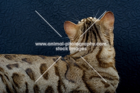 back shot of a Bengal male cat on black background