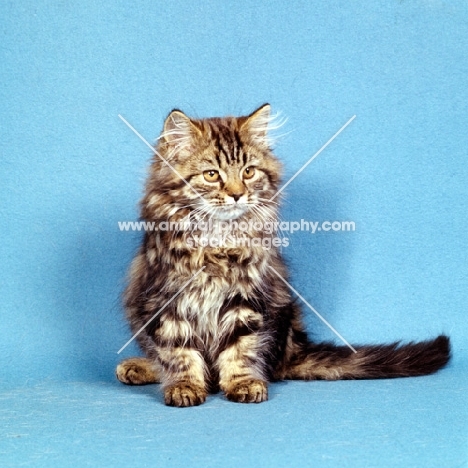 brown tabby long hair kitten