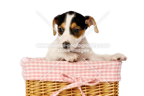 Jack Russell puppy in a wicker basket, isolated on a white background