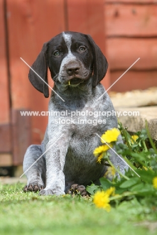 very cute German Shorthaired Pointer