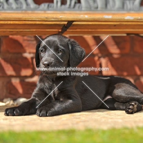 cute labrador puppy, lying under garden bench