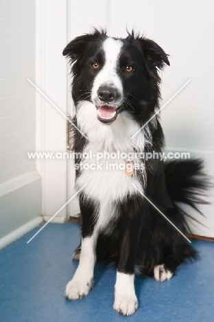 Border Collie at home