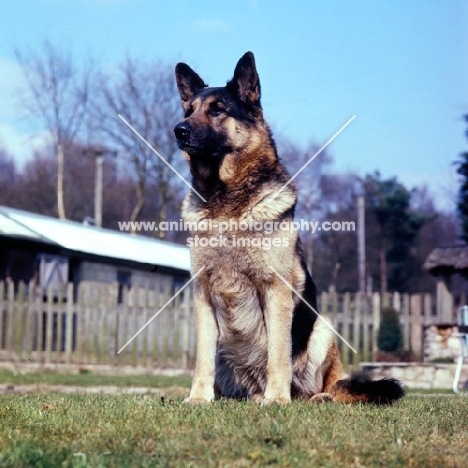 german shepherd dog sitting