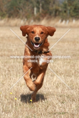 Golden retriever running towards camera