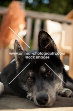 Husky Crossbreed looking towards camera