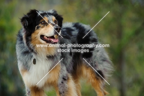 Australian Shepherd