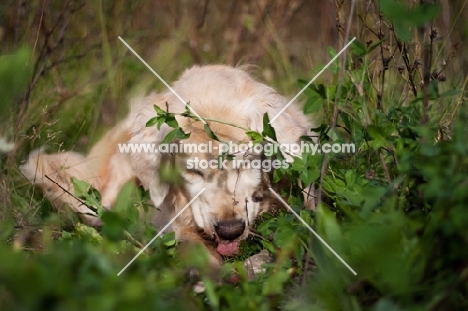 Golden Retriever outdoors