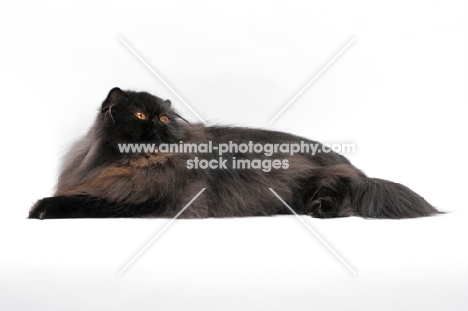 female black persian cat, looking up