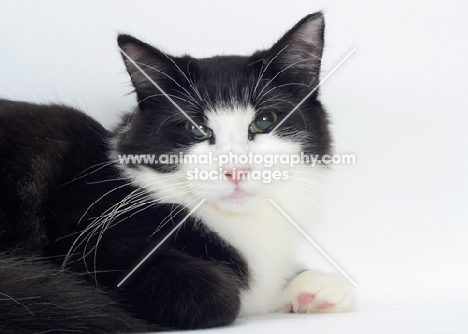 Black & White Norwegian Forest Cat portrait