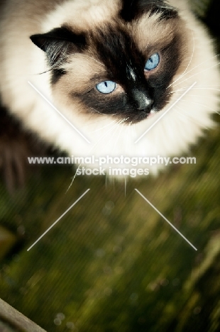 Ragdoll standing on wooden floor