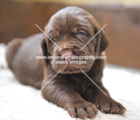 German Wirehaired Pointer (aka GWP, Deutscher Drahthaar) puppy