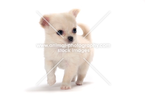 smooth coated Chihuahua puppy