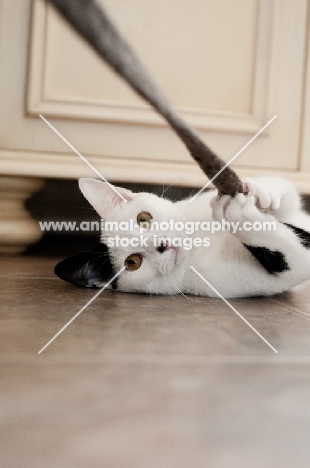 bi-coloured short haired cat playing with string