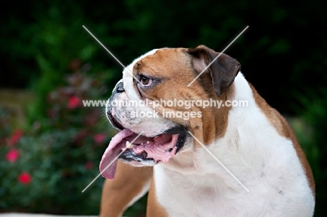 english bulldog in profile