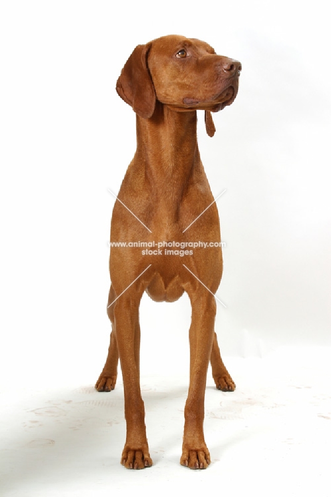 Australian Gr Champion Hungarian Vizsla on white background