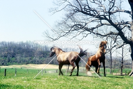 mustang horses, stallion on right with a mare in usa