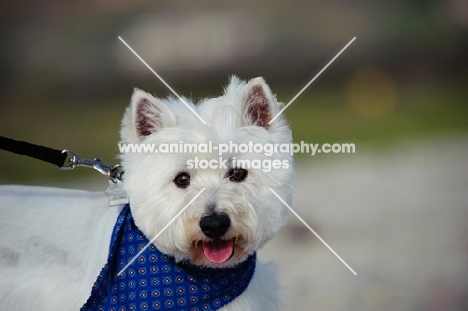 West Highland White Terrier