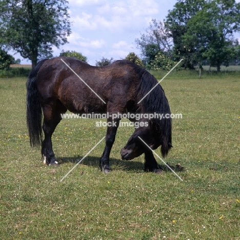 Connemara pony rubbing head on foreleg