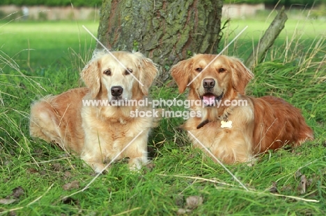 two Golden Retrievers lying down together