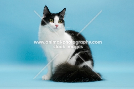 black and white Norwegian Forest cat, sitting on blue background