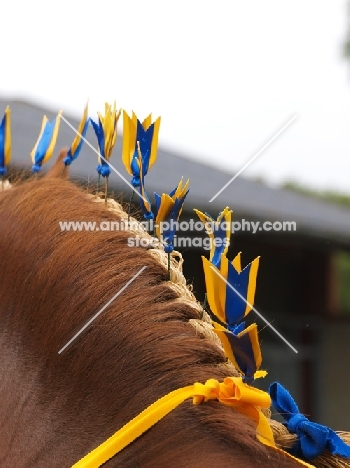 decorated mane