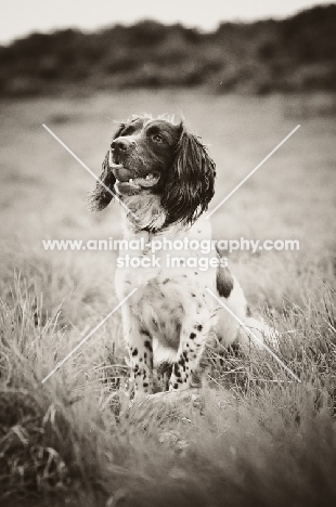 English Springer Spaniel, black and white photo