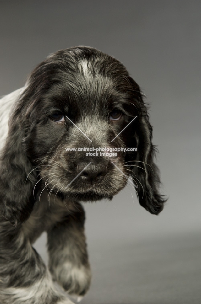 english cocker spaniel puppy, portrait