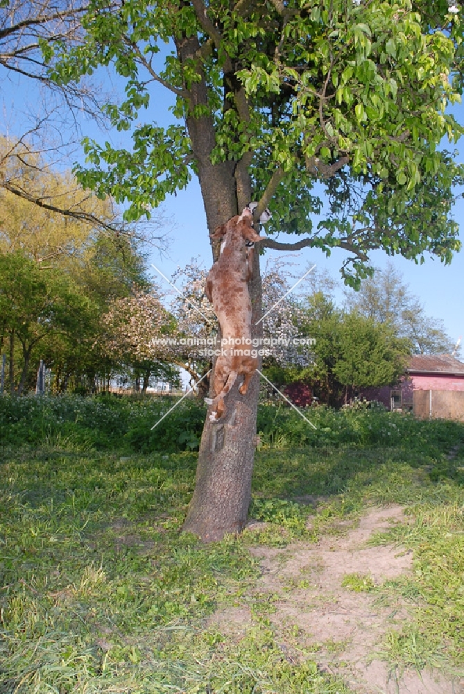 Catahoula leopard dog climbing tree to retrieve