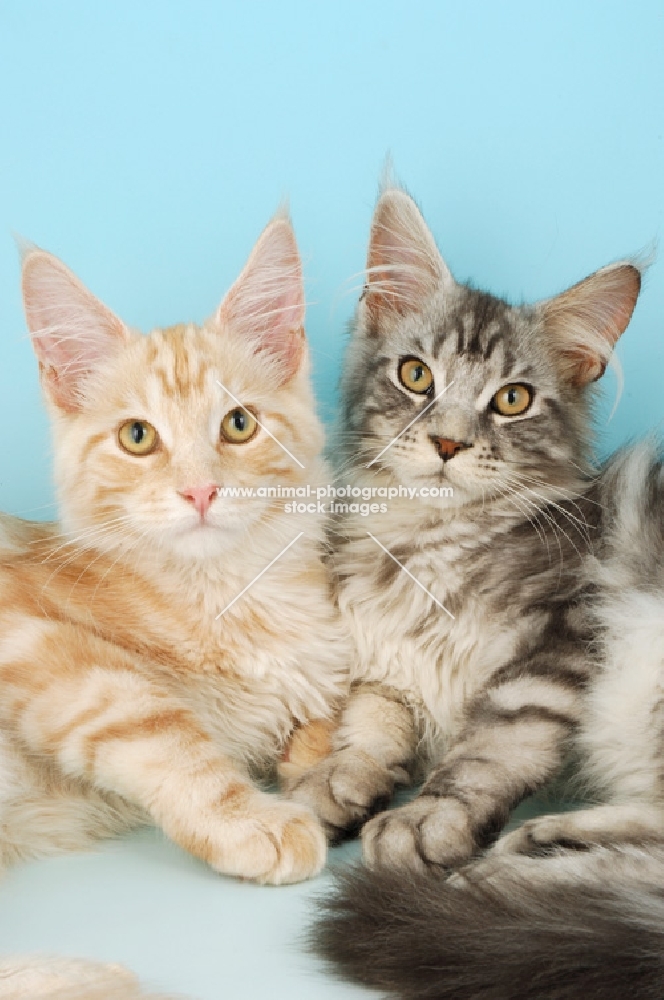 two maine coon cats lying together, cream silver tabby and silver tabby